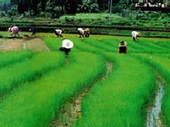 财政部详解三大举措健全农业支持保护制度