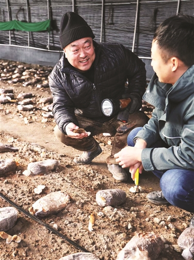 深受消费者欢迎的羊肚菌试种成功并陆续上市