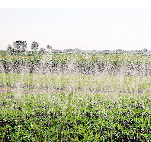 大安多措并举打好抗旱保苗“组合