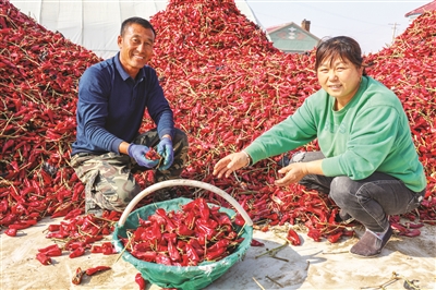 辣椒喜获丰收