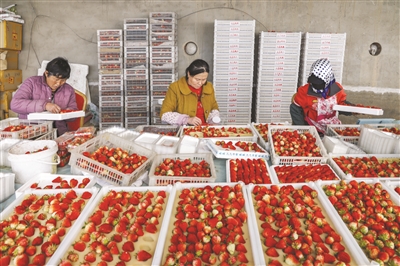 小草莓助农走上致富路